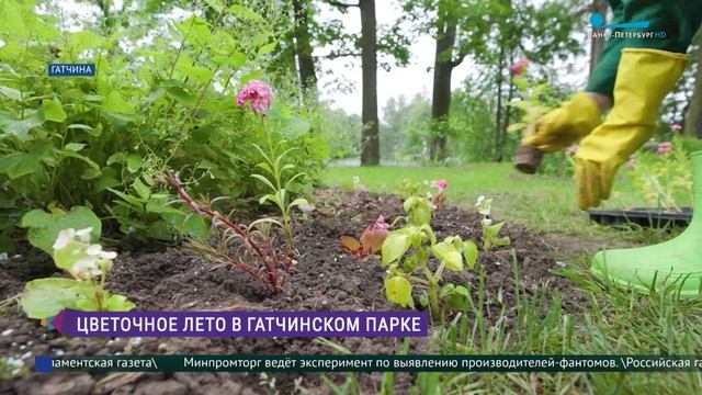 Цветочное лето в Гатчинском парке