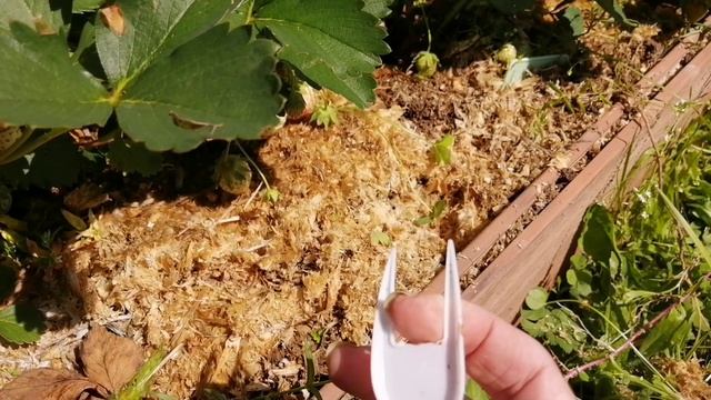 Затопило клубнику, потеря ягод😥