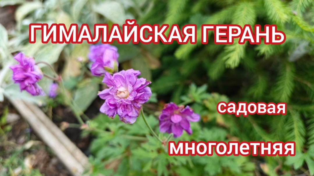 Гималайская герань. Неприхотливый многолетник для вашего сада.