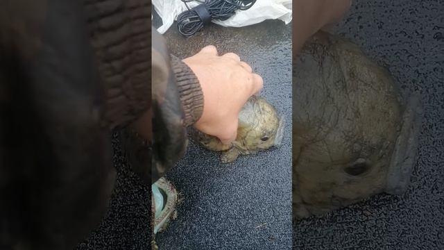 Таких необычных рыб я ещё не ловил, если кто-то знает напишите что это за монстры