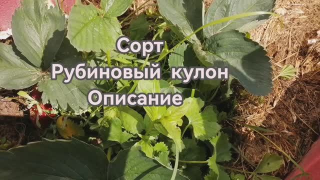 Клубника  Рубиновый кулон!