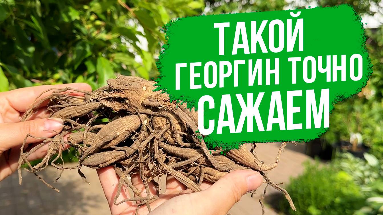 Как правильно выбирать и сажать георгины?