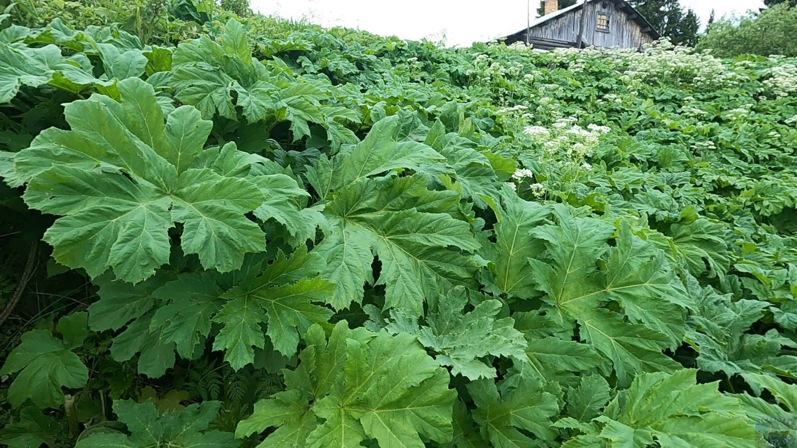 Жизнь в деревне \ 18 июня 2025  Продолжаем борьбу с борщевиком