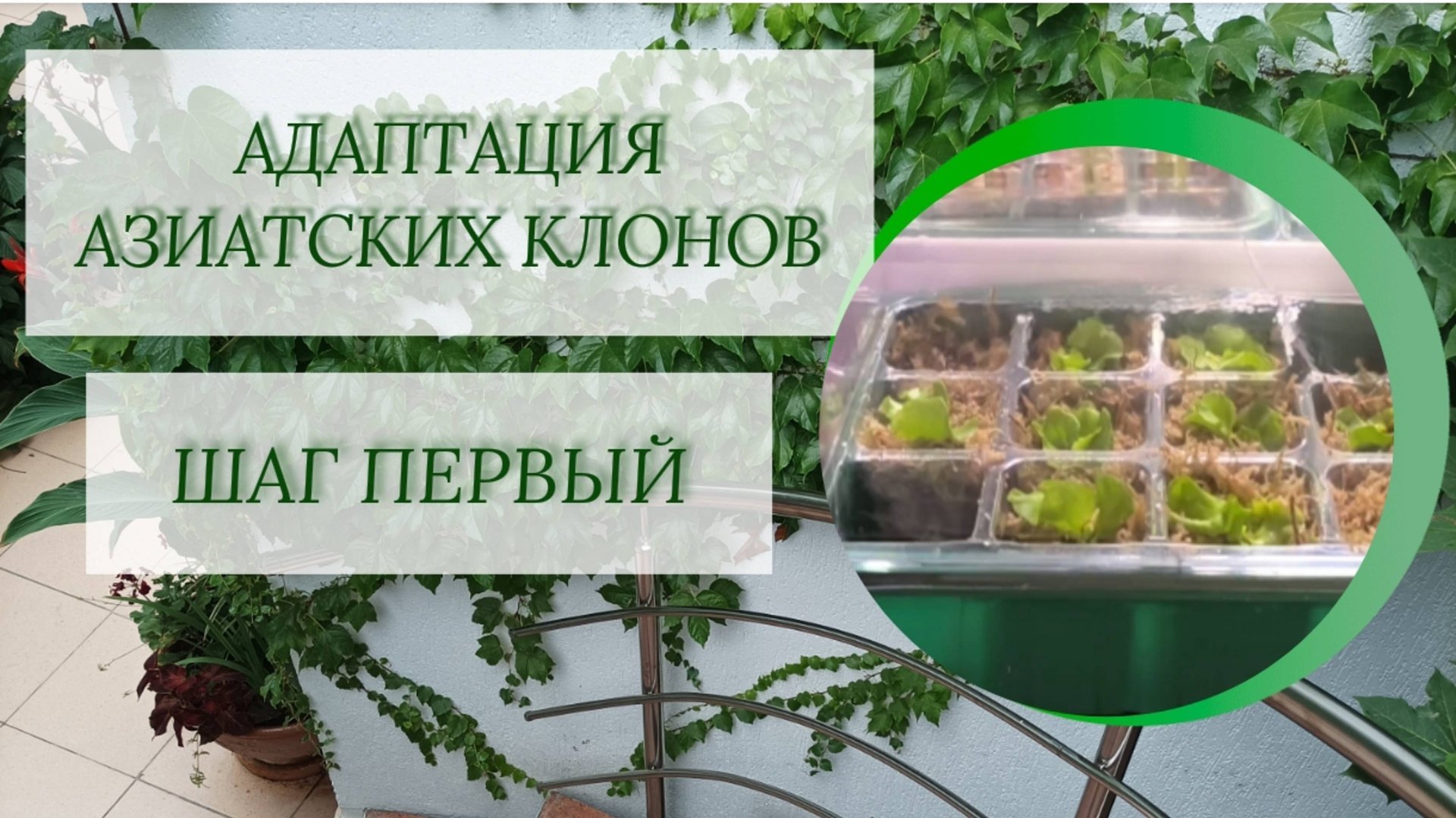 Адаптация клонов, шаг первый. 
Алоказии🌱, монстера🌱, платицериум🌱.