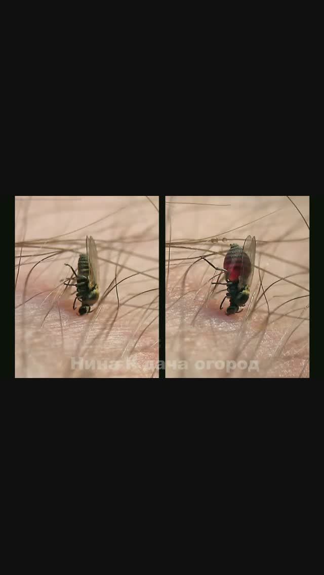 Спасает от мошки и комаров народное средство #огород #комары #мошка #дача #средствонародное #безхими