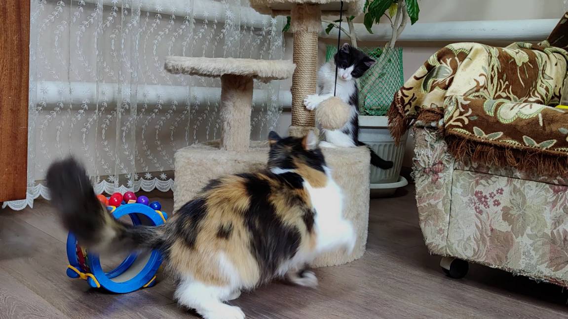 Котенок защищает свой дом от кошки. Смешные кошки и котята.