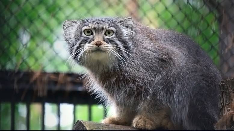 Недовольная Снежинка не выпустила котят, а подросшие манульчики не хотят сидеть в домиках.