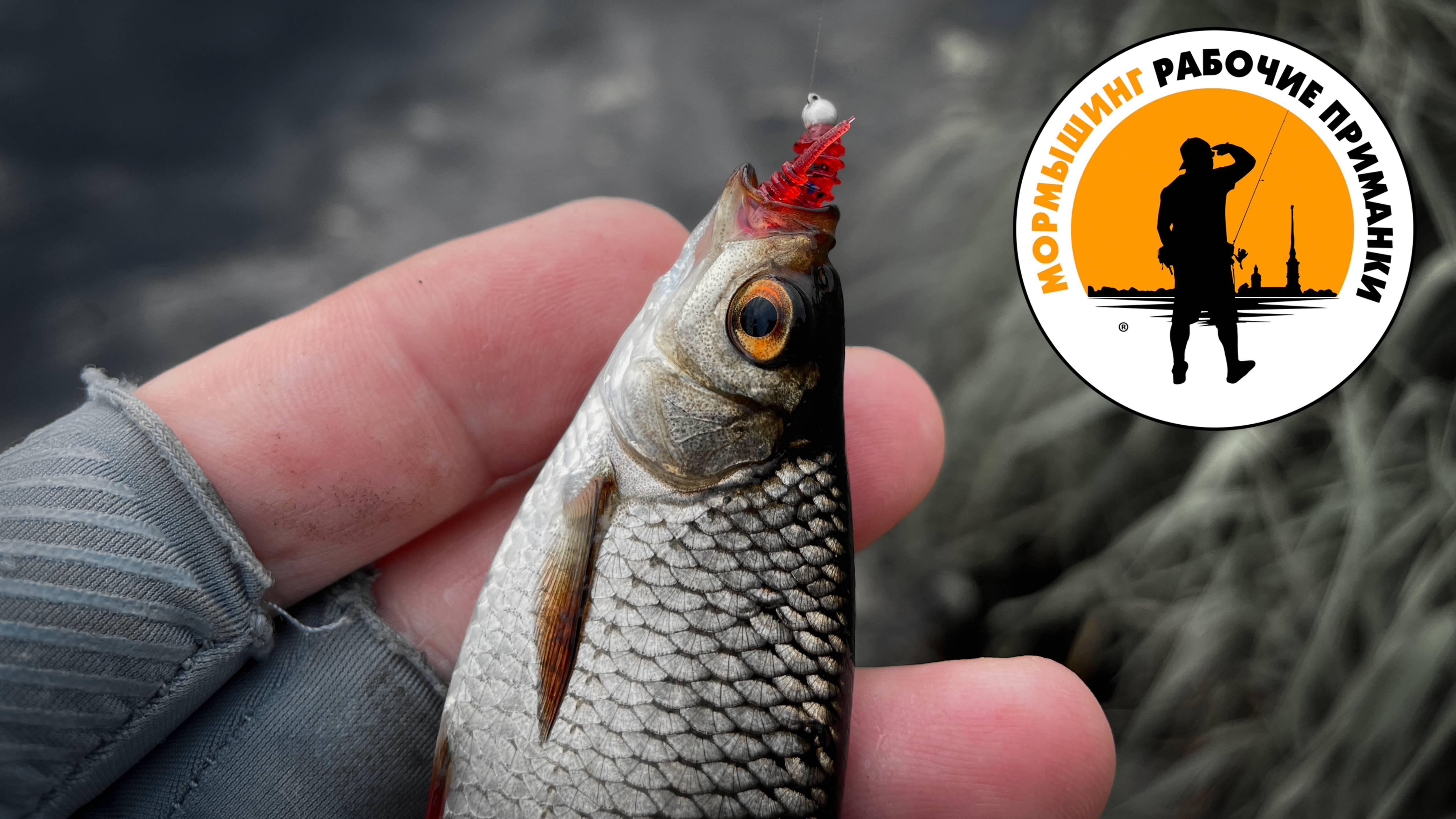 #Мормышинг на Оредеже: ЖЕРЕХ, ГОЛАВЛЬ, КРАСНОПЁРКА, ЩУКА – кто клюнет следующим?