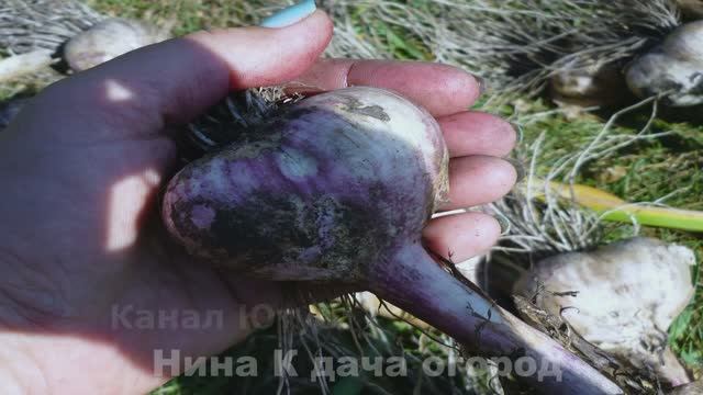 Чтобы головка чеснока была крупной я делаю так ! Что надо знать при Выращивание ЧЕСНОКА.