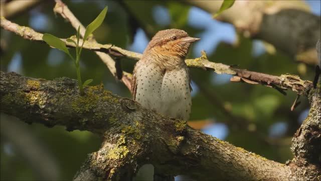 Вертишейка птица голос, крик вертишейки, вертишейка звук