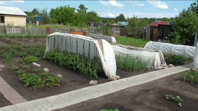 Колышки на моем участке