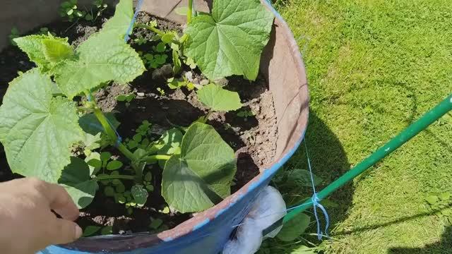 Уход за огурцами в теплице. Рыхление и полив, что любят огурцы.