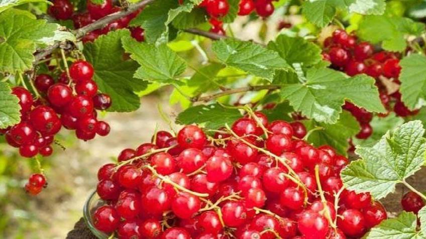 Джем из красной смородины на зиму.