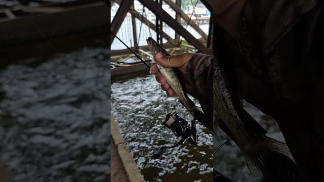 Мормышинг в экстремальных условиях. Ловлю с SubZero в штормовой ветер. Окунь и судак мормышингом.