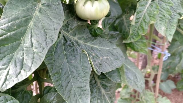 БАКЛАЖАНЫ. ОТКРЫТЫЙ ГРУНТ. ПРОБЕЖКА ПО ИЮНЬСКОМУ ОГОРОДУ 3.