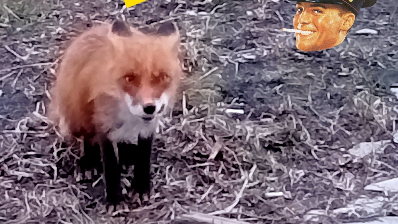 совсем молодой игривый лис