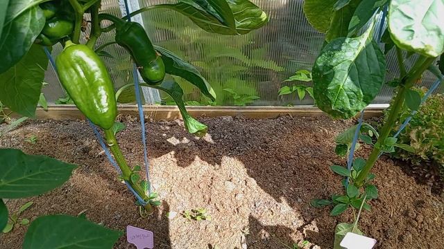 ПРОБЕЖКА ПО ИЮНЬСКОМУ ОГОРОДУ 2. ПЕРЕЦ 2025г.