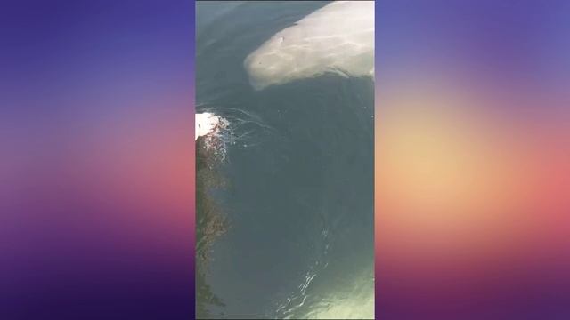 Водная прогулка и встреча с белухами