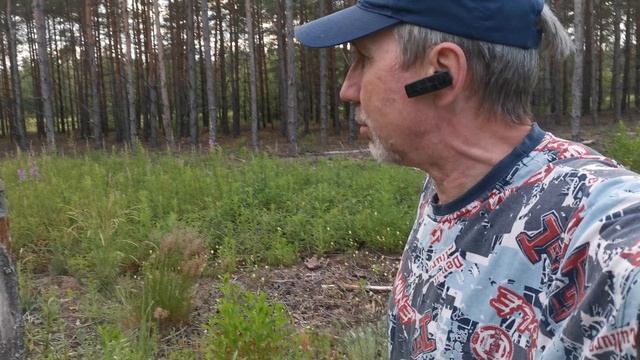 Пошли в лес в поисках чабреца (тимьяна), но жена собрала кипрей (иванчай), нашли белый гриб.