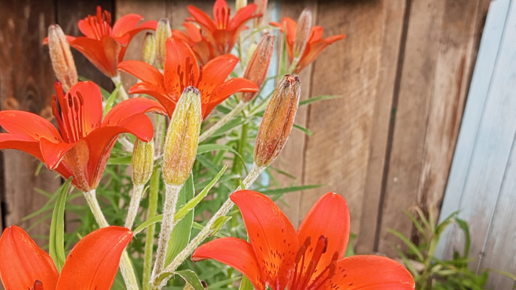 СЕЛЬСКИЕ БУДНИ 23-24.06.2025