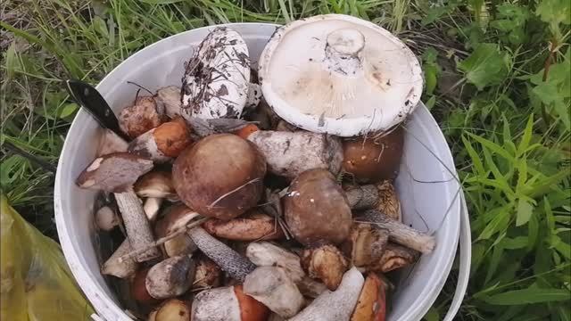 Июньская тихая охота началась