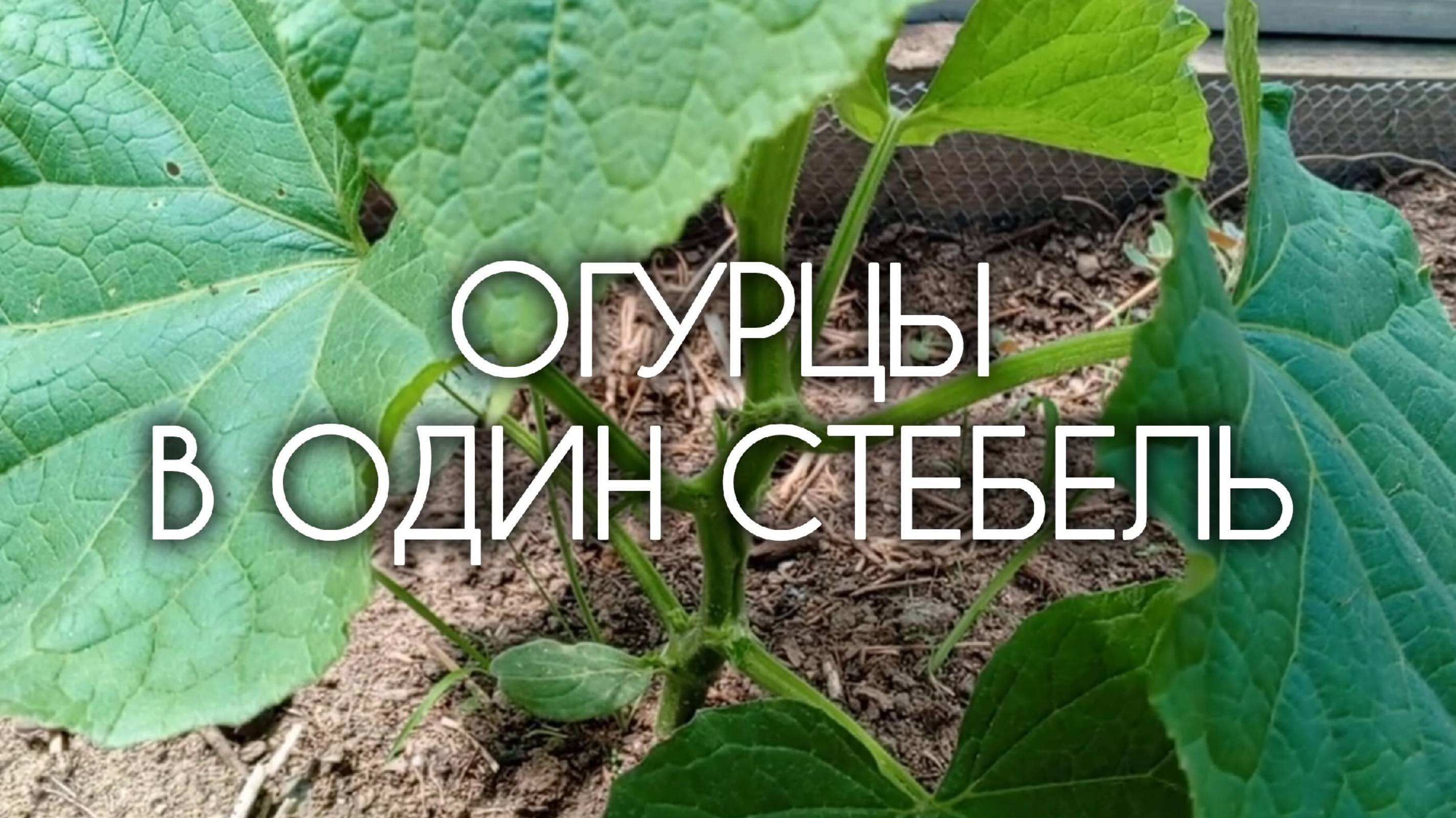 Мой метод выращивания огурцов в теплице в один стебель