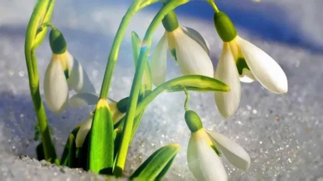 Я люблю тебя, как солнце.(К.Р.)