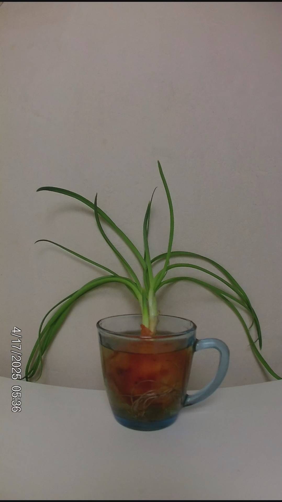 Часть 2-я. Лук разбушевался