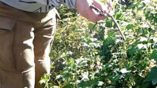 Паутинный клещ. Смородина. Как я уничтожаю паутинного клеща на смородине без всякой химии.