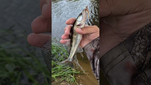 Рыбалка ультралайт на домашнем водохранилище после работы. Окунь микроджигом. Судак на тейл спиннер