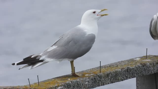 Чайка кричит, Сизая Чайка, наблюдение птиц в Карелии, Кижи, 15.07.2024