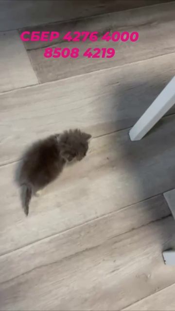 Кнопочка хочет жить!