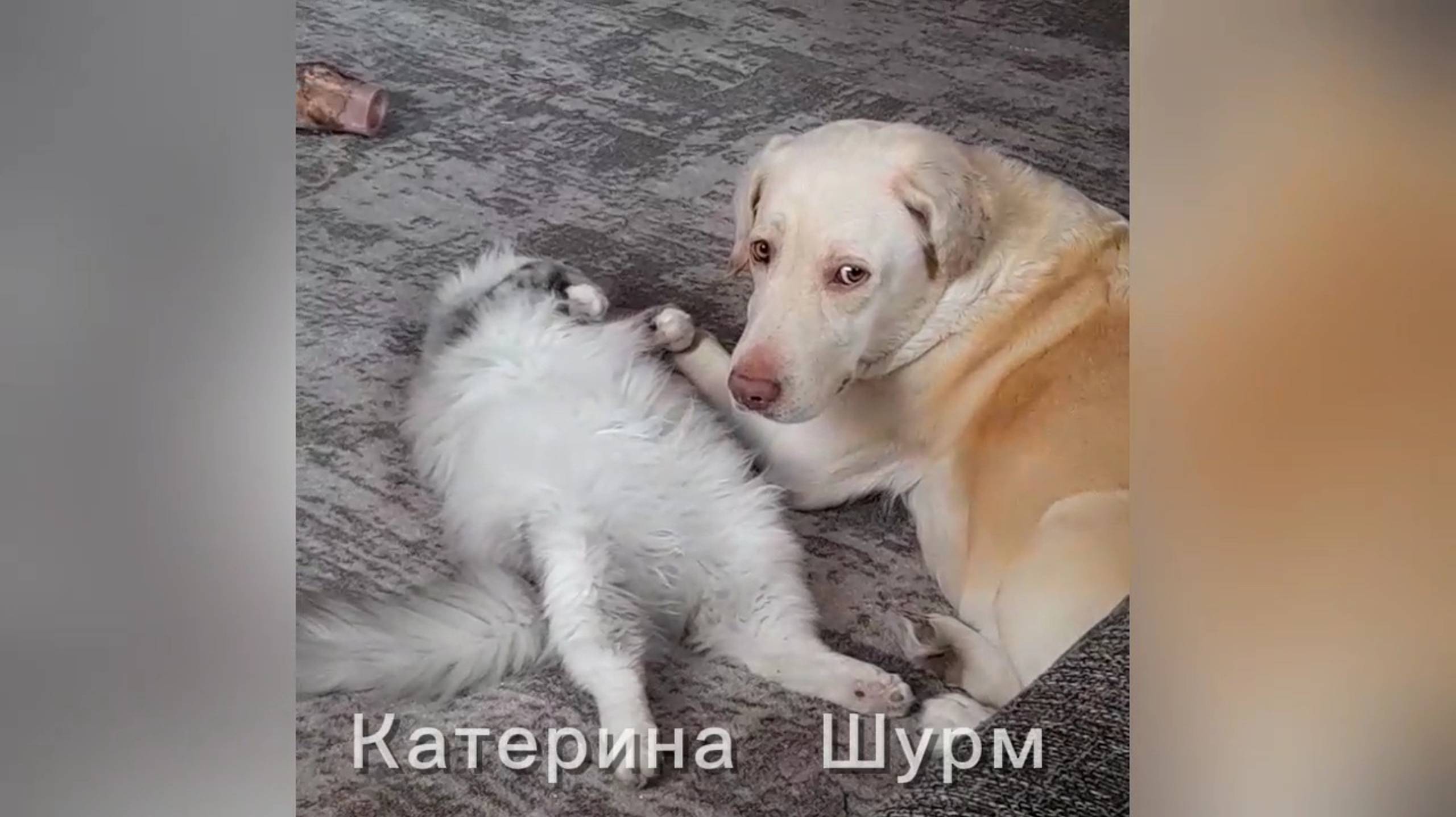 Собака и кот - деревенские будни