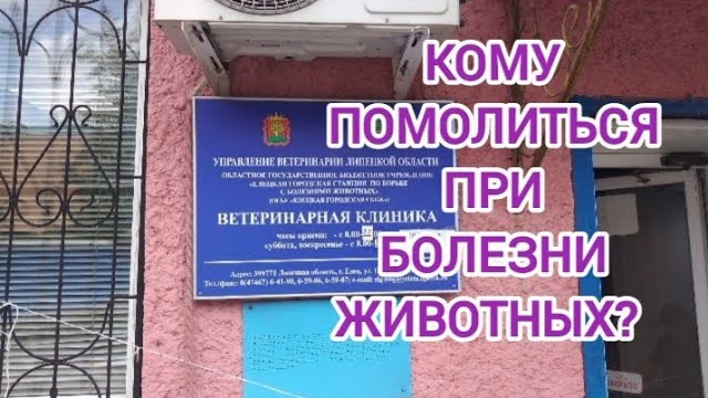 Кому помолиться при болезни животных