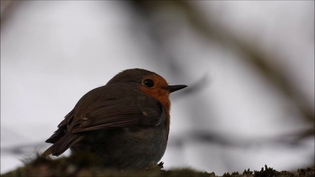 Малиновка птица Зорянка, Зарянка, голоса песня взрослой птицы и позывки птенцов слётков
