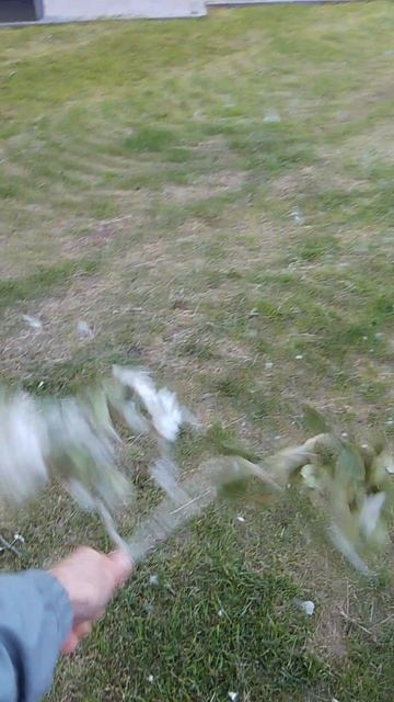 размножаю тополь