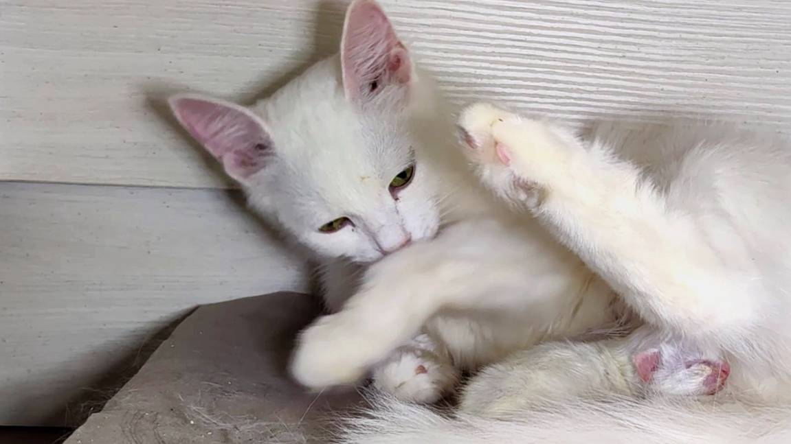 Мама-кошка моет себя и своего новорожденного котенка. Котенок такой маленький и хрупкий.