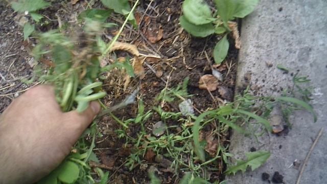 Уборка сорняков по краю бетонной дорожки