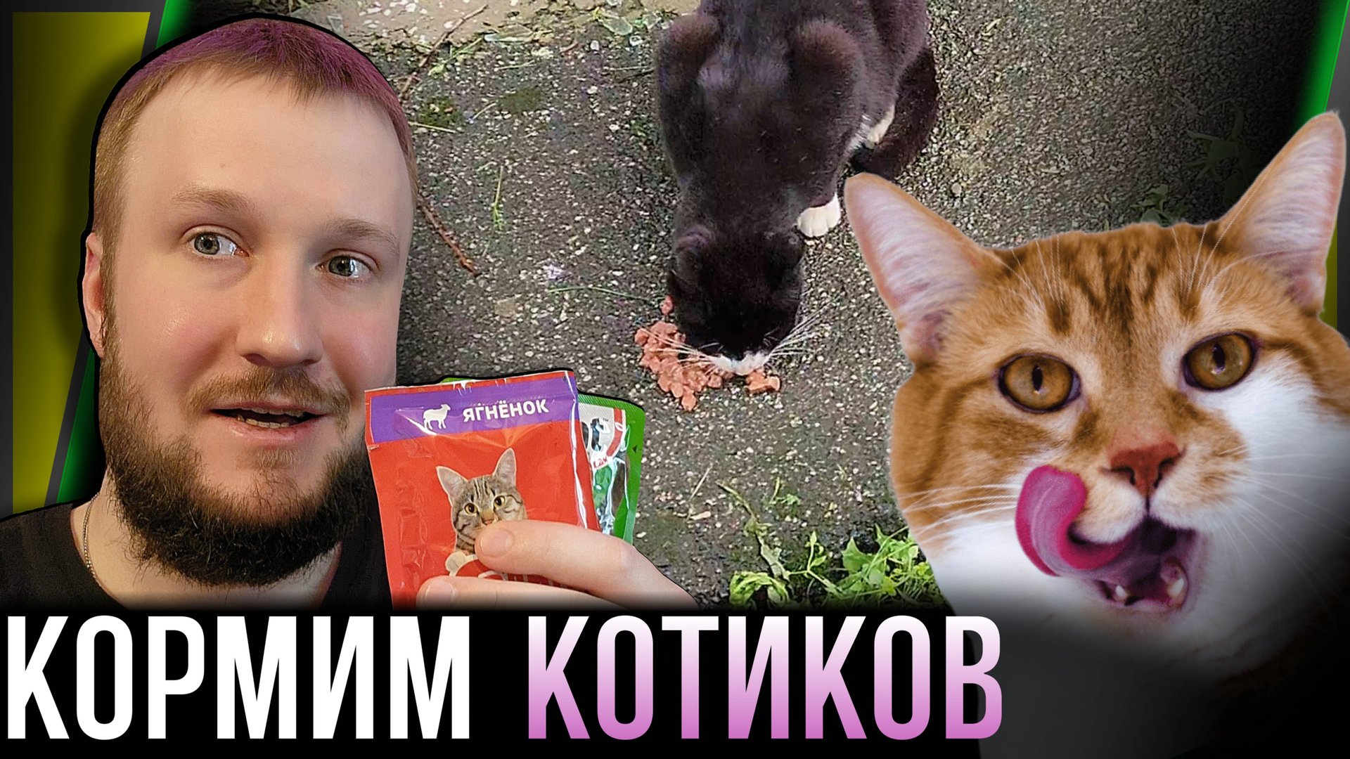 КОРМИМ БЕЗДОМНЫХ КОТИКОВ #1