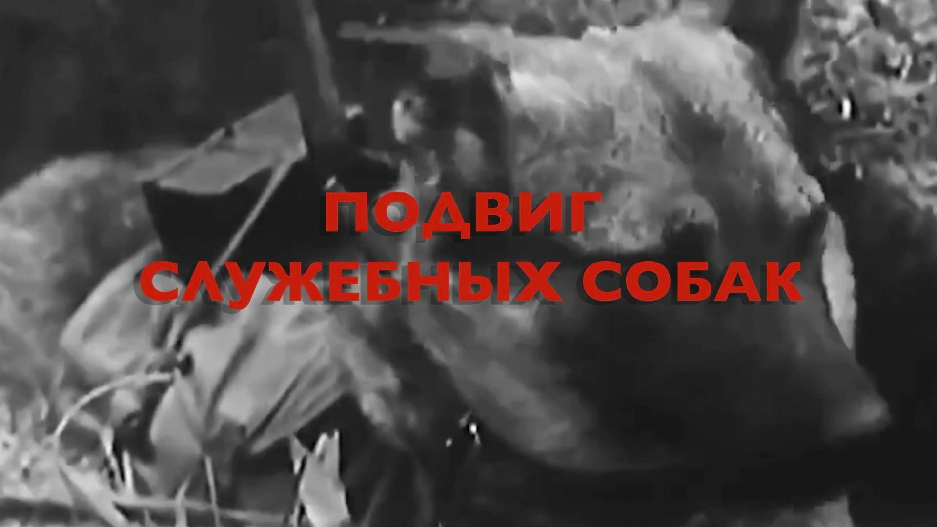 Энциклопедия Великой Победы. Подвиг служебных собак