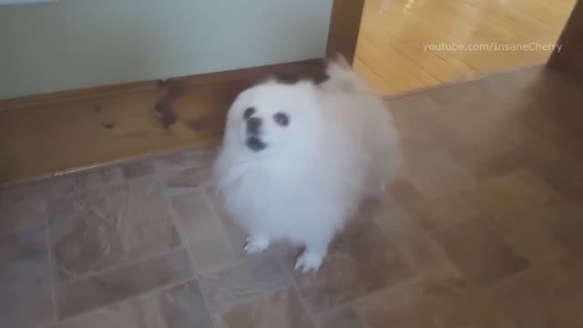 Кавер от Животных,на песню Утиные Истроии