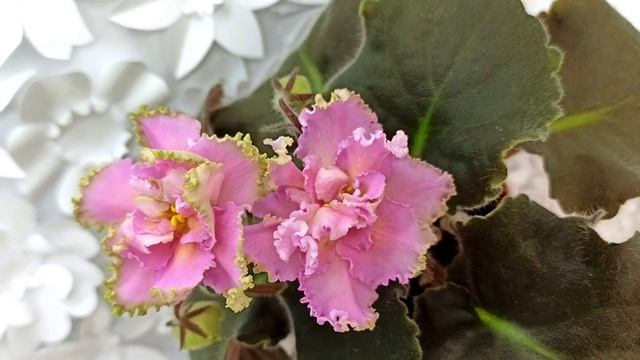 Фиалка РМ-Саломея