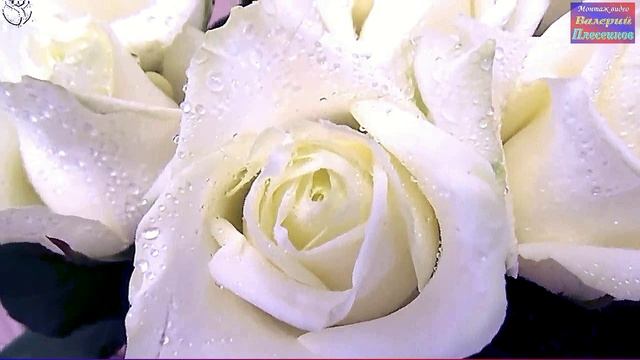 Виктор Королев и Ирина Круг - Букет из белых роз