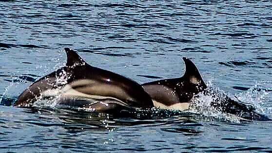 Дельфины на горизонте