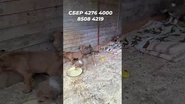 Перевезли 8 подкидышей в приют!