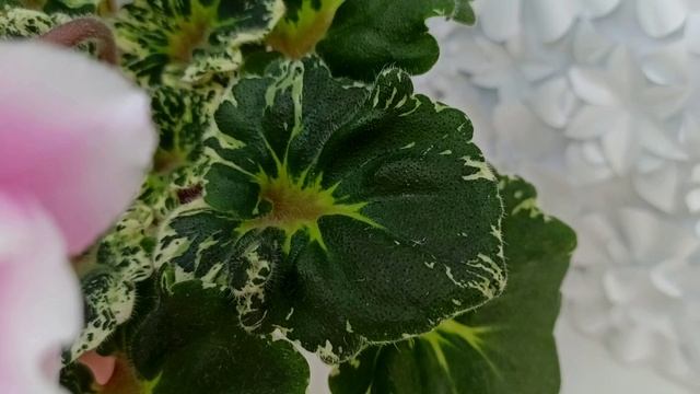 Фиалка Р-Дурман Сладкий