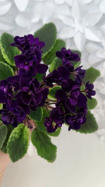 Фиалка ЛЕ-Мия