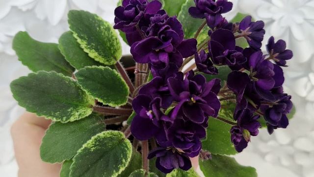 Фиалка ЛЕ-Мия