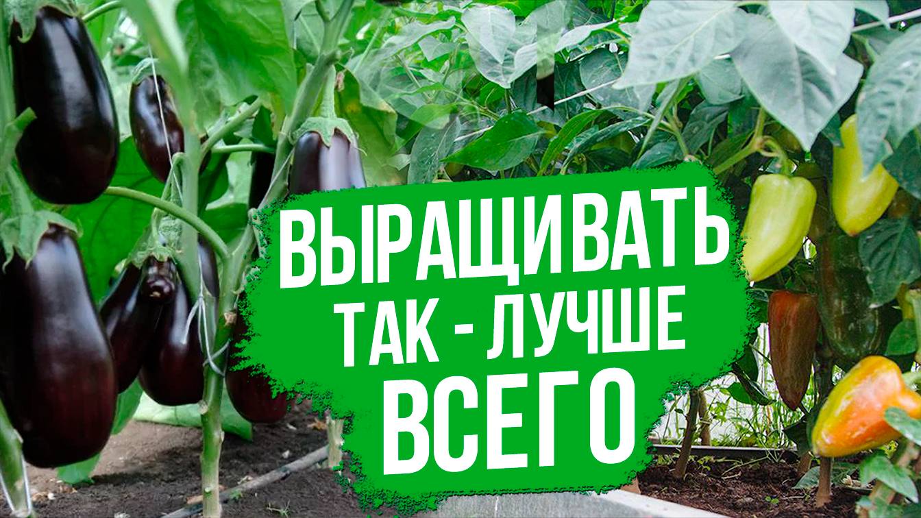 Сорта перцев и баклажанов для открытого грунта в средней полосе России.