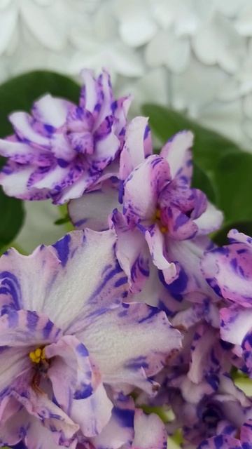 Фиалка химера МК-Ветер Перемен